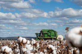 Cotton Productivity: An autonomous organisation is needed for cotton productivity estimation; Experts in the field of cotton research and productivity enhancement are in demand