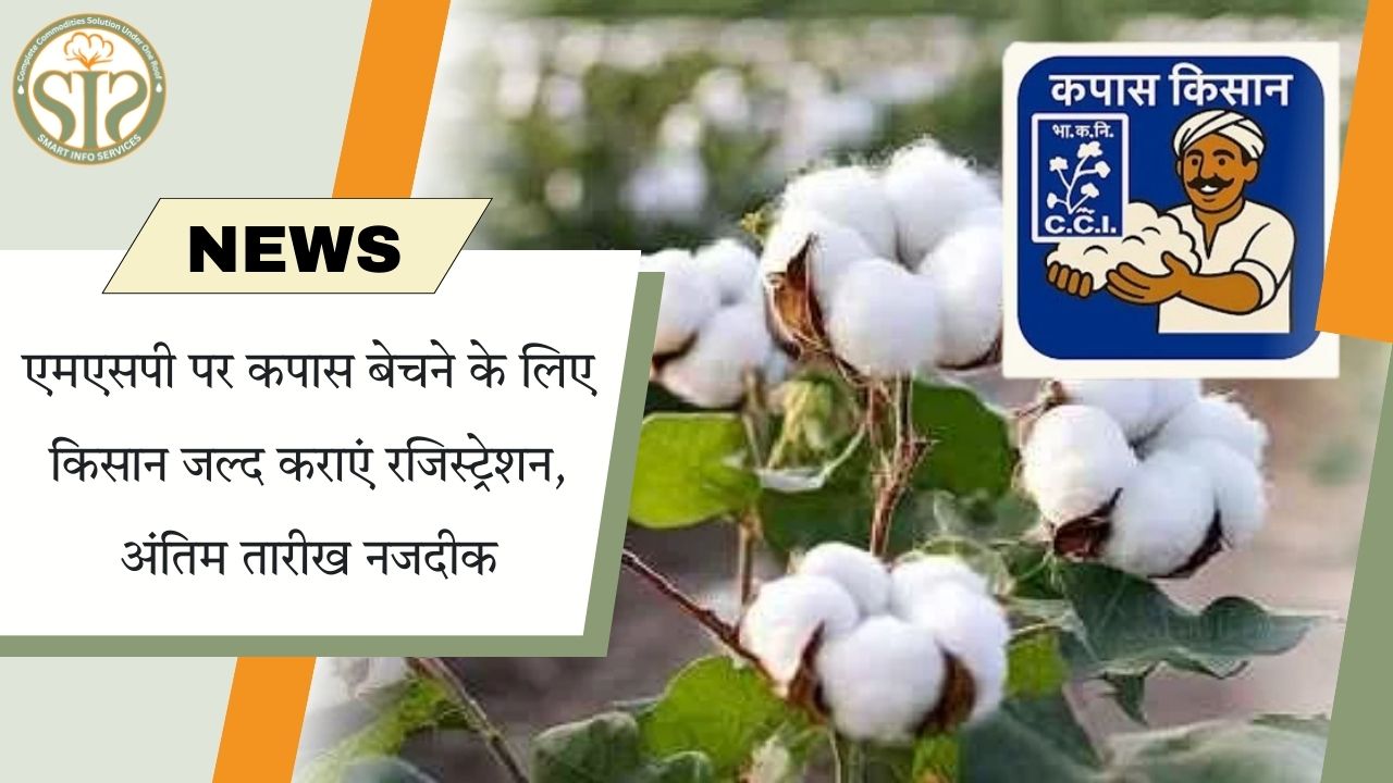 एमएसपी पर कपास बेचने के लिए किसान जल्द कराएं रजिस्ट्रेशन, अंतिम तारीख नजदीक