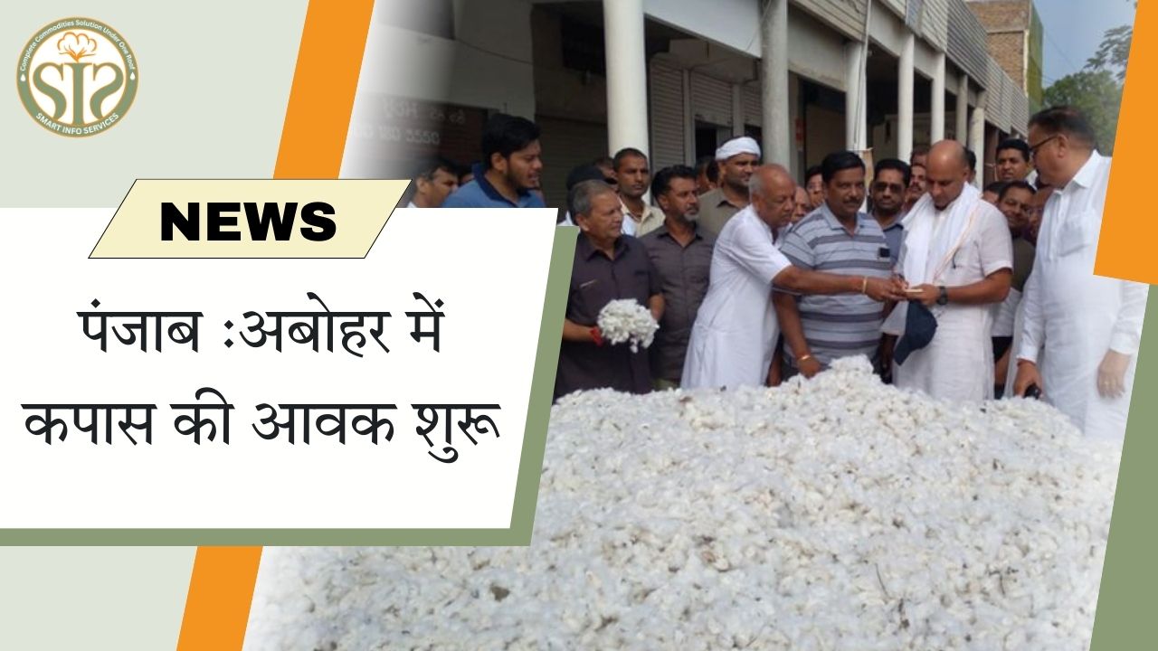 अबोहर में शुरू हुई कपास बिक्री