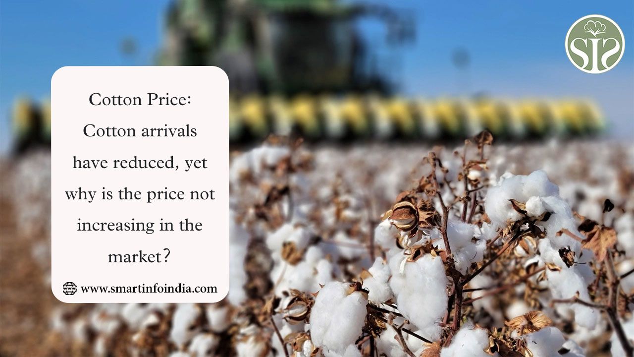 Cotton Price: Cotton arrivals have reduced, yet why is the price not increasing in the market?
