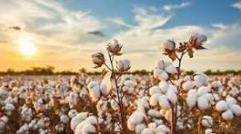 Cotton production-usage increased in 2025-26, stock decreased: WASDE