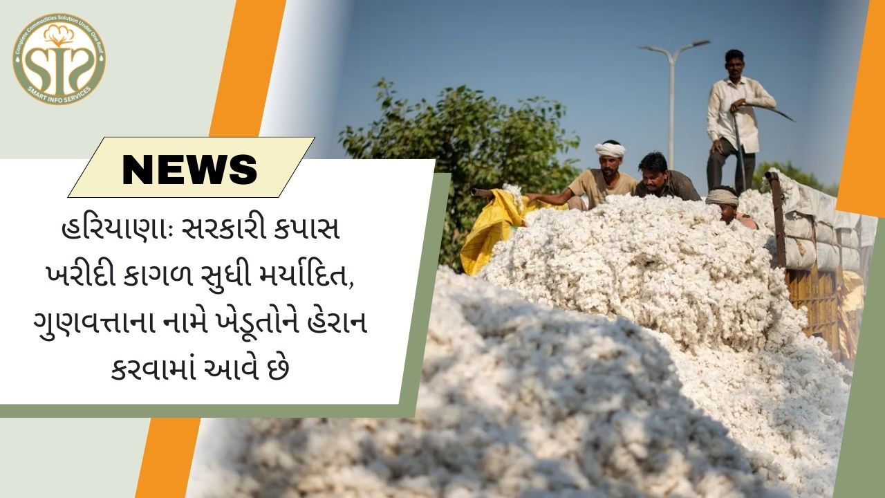 હરિયાણા: સરકારી કપાસ ખરીદી કાગળ સુધી મર્યાદિત, ગુણવત્તાના નામે ખેડૂતોને હેરાન કરવામાં આવે છે