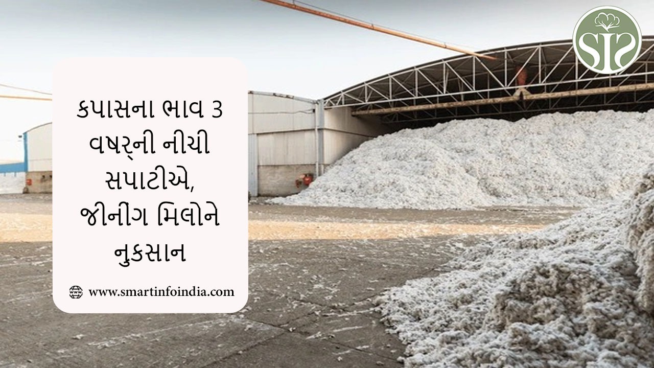 કપાસના ભાવ 3 વર્ષની નીચી સપાટીએ, જીનીંગ મિલોને નુકસાન