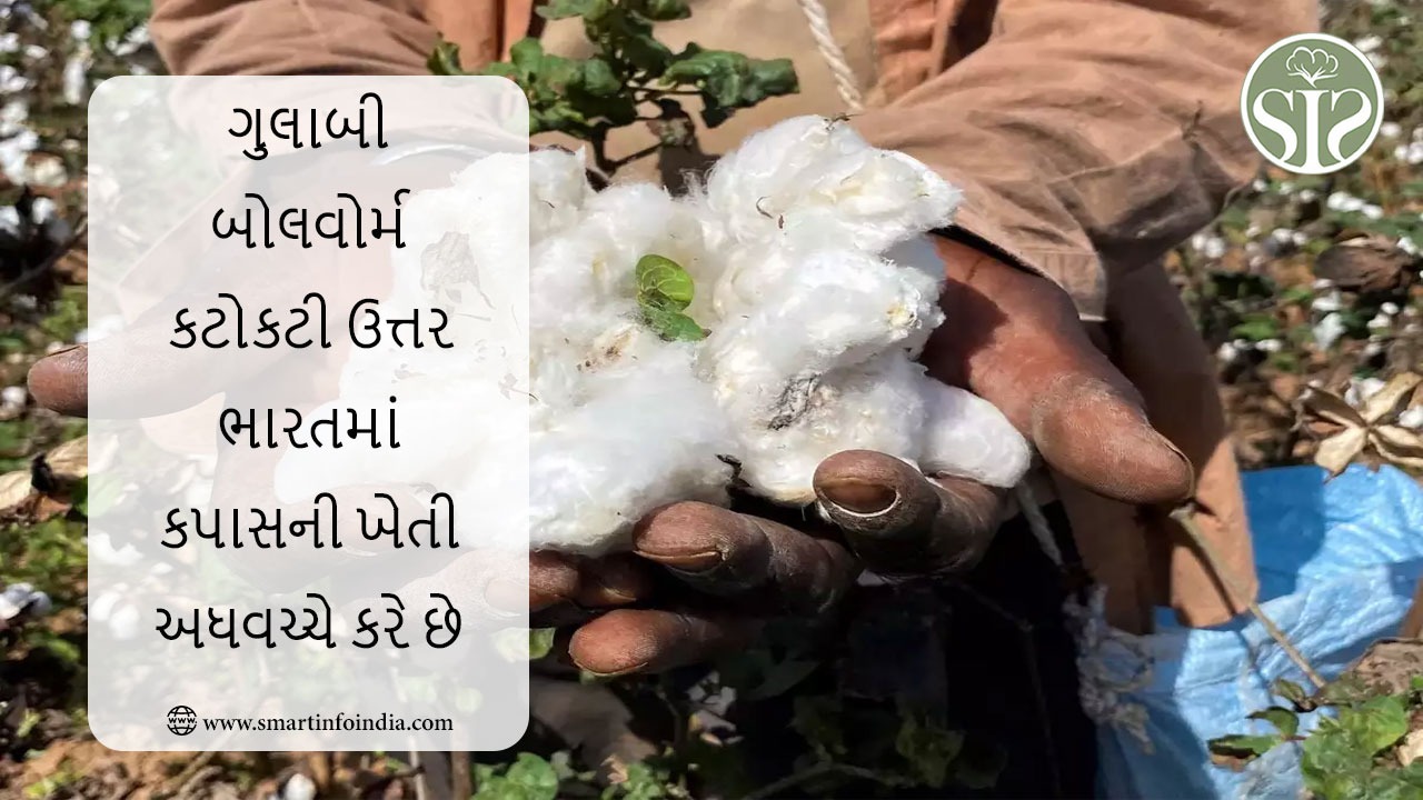 ગુલાબી બોલવોર્મ કટોકટી ઉત્તર ભારતમાં કપાસની ખેતીને અડધી કરી દે છે
