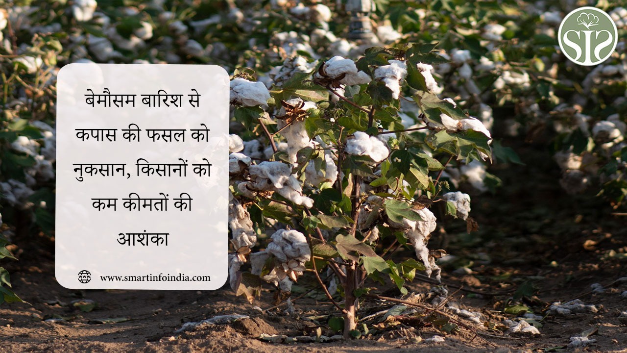 बेमौसम बारिश से कपास की फसल को नुकसान, किसानों को कम कीमतों की आशंका