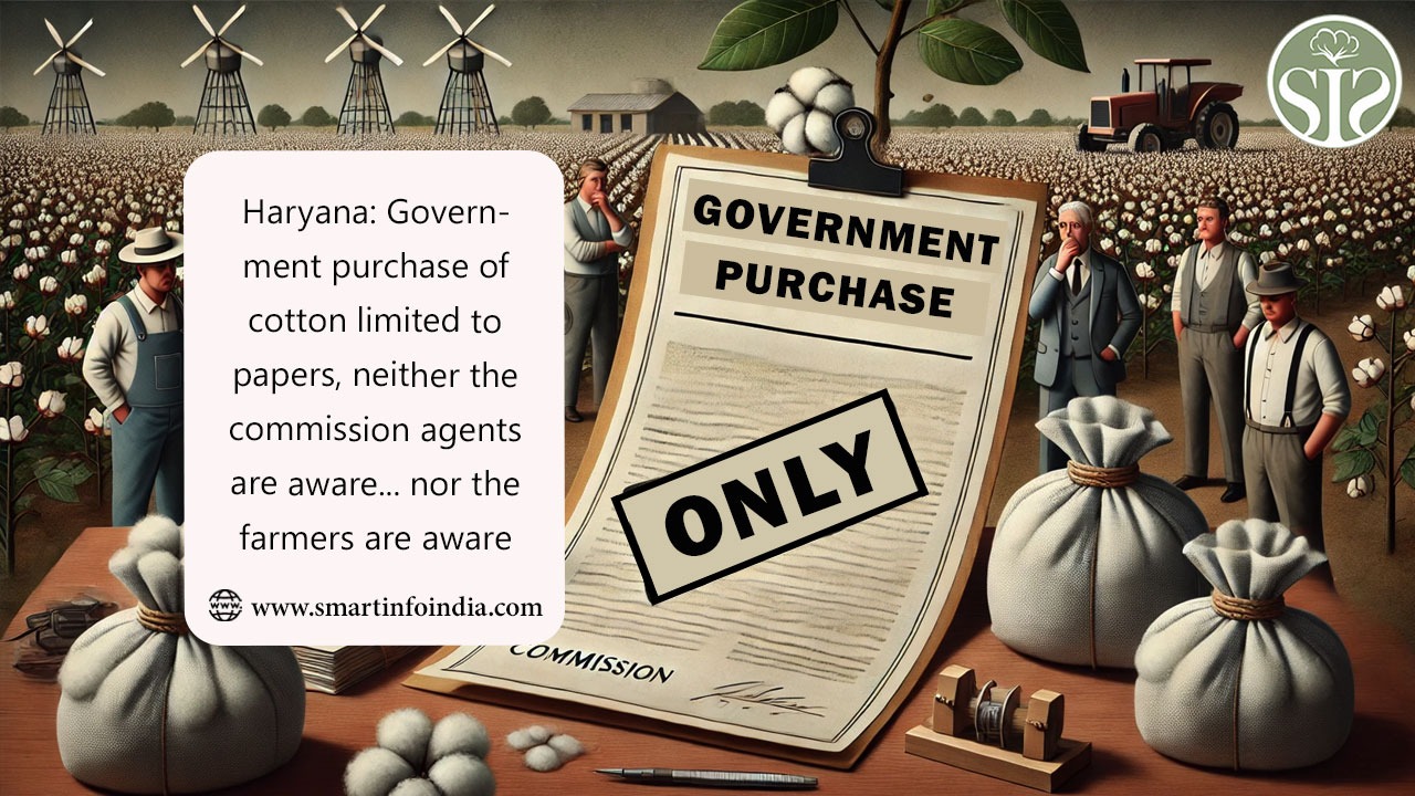Haryana: Government purchase of cotton limited to papers, neither the commission agents are aware... nor the farmers are aware