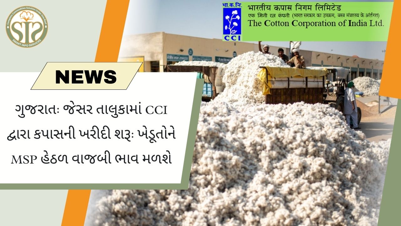 જેસર તાલુકામાં CCI દ્વારા કપાસની ખરીદી શરૂ, ખેડૂતોને MSP ભાવ મળશે