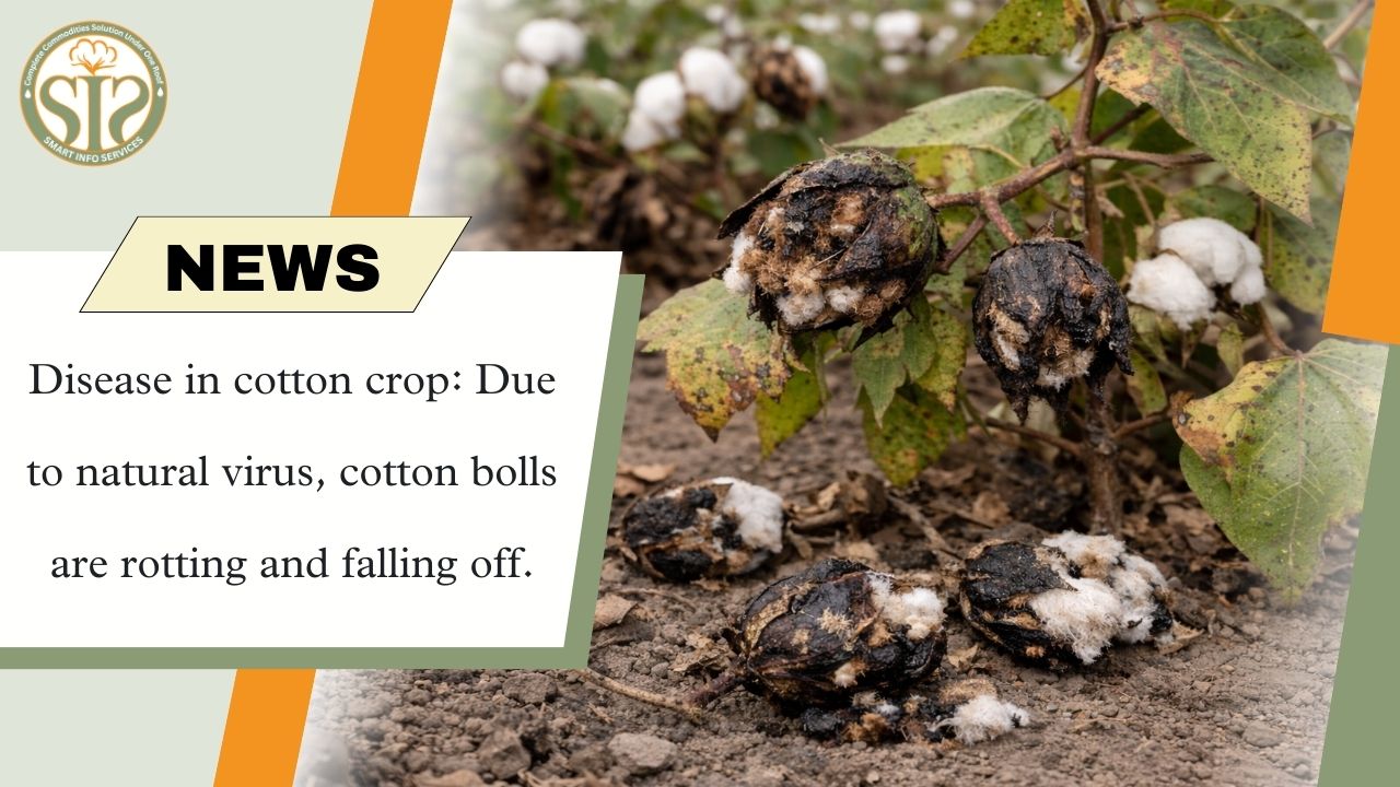 Cotton crop affected by natural virus