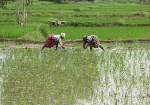Rainfall expected to be 96% (+-5%) of the country's average: M Mohapatra, IMD DGM