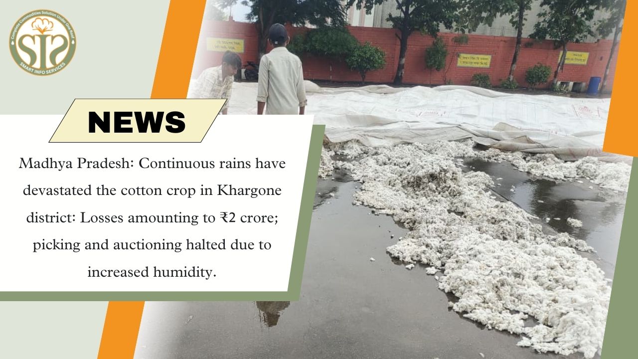 Rain ruins cotton in Khargone, causing losses worth Rs 2 crore