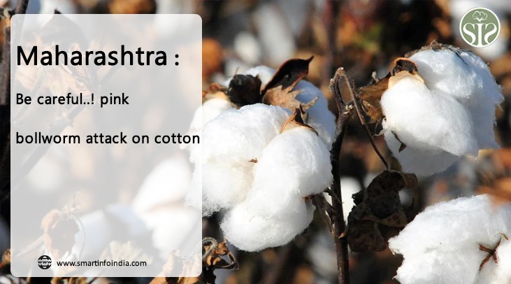 Cotton recent news
