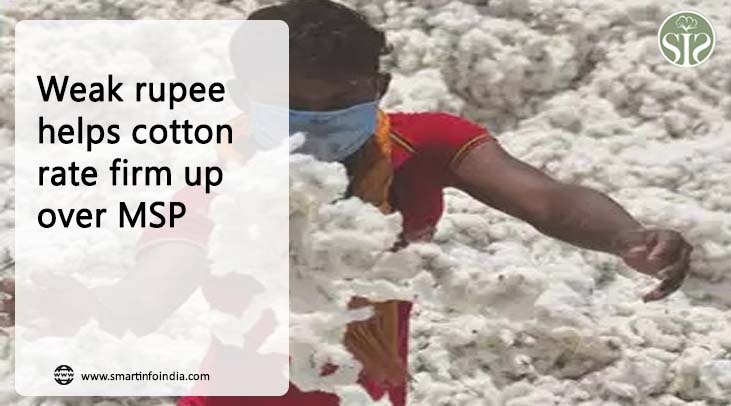 Weak rupee helps cotton rate firm up over MSP