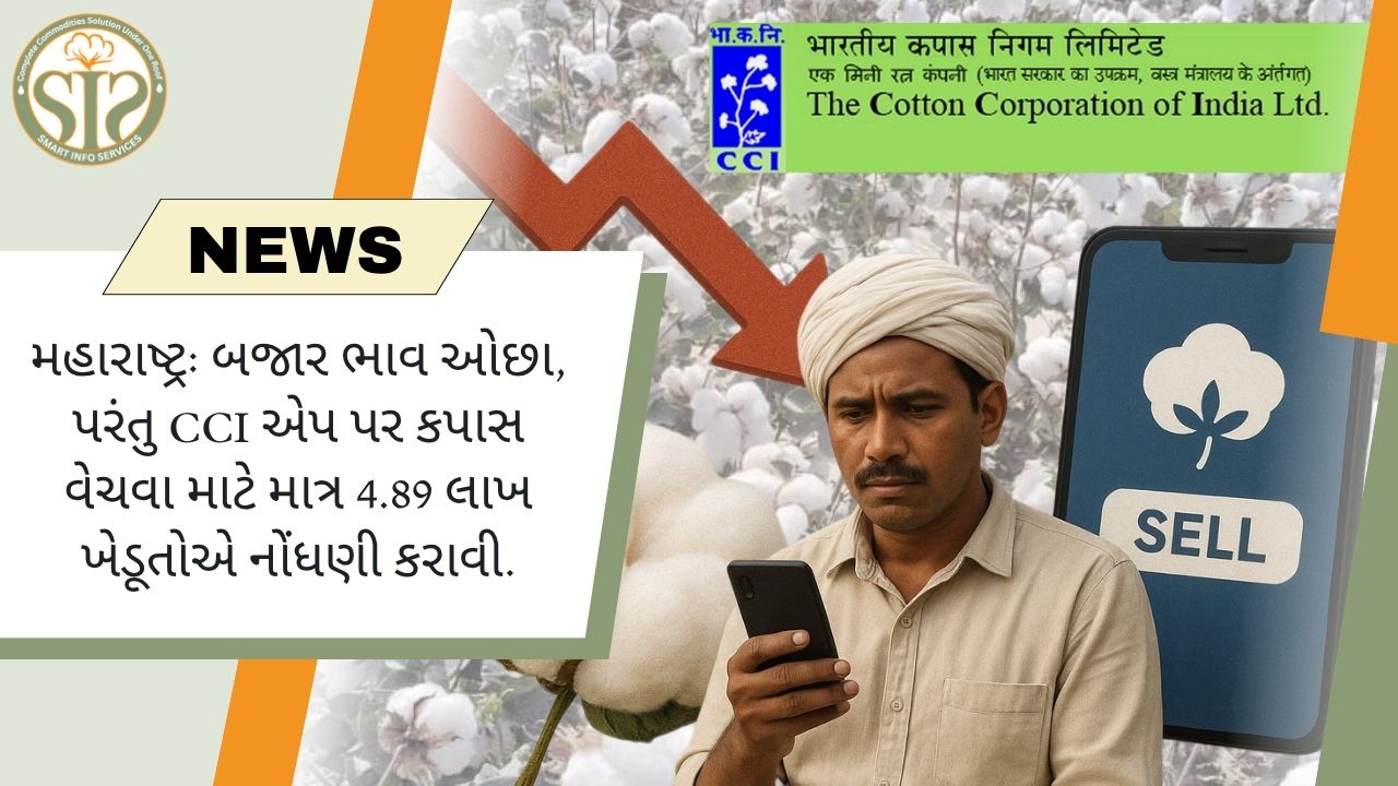 મહારાષ્ટ્રમાં કપાસના ભાવ ઘટ્યા, CCI એપ પર માત્ર 4.89 લાખ ખેડૂતોએ નોંધણી કરાવી