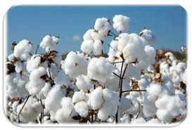 PAKISTAN COTTON MARKET UPDATE