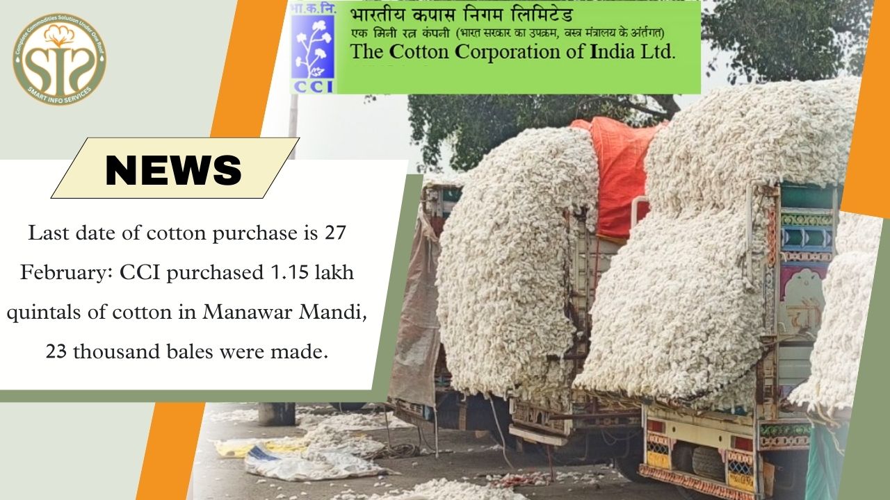 CCI purchased 1.15 lakh quintals of cotton in Manawar Mandi, last date is 27th February
