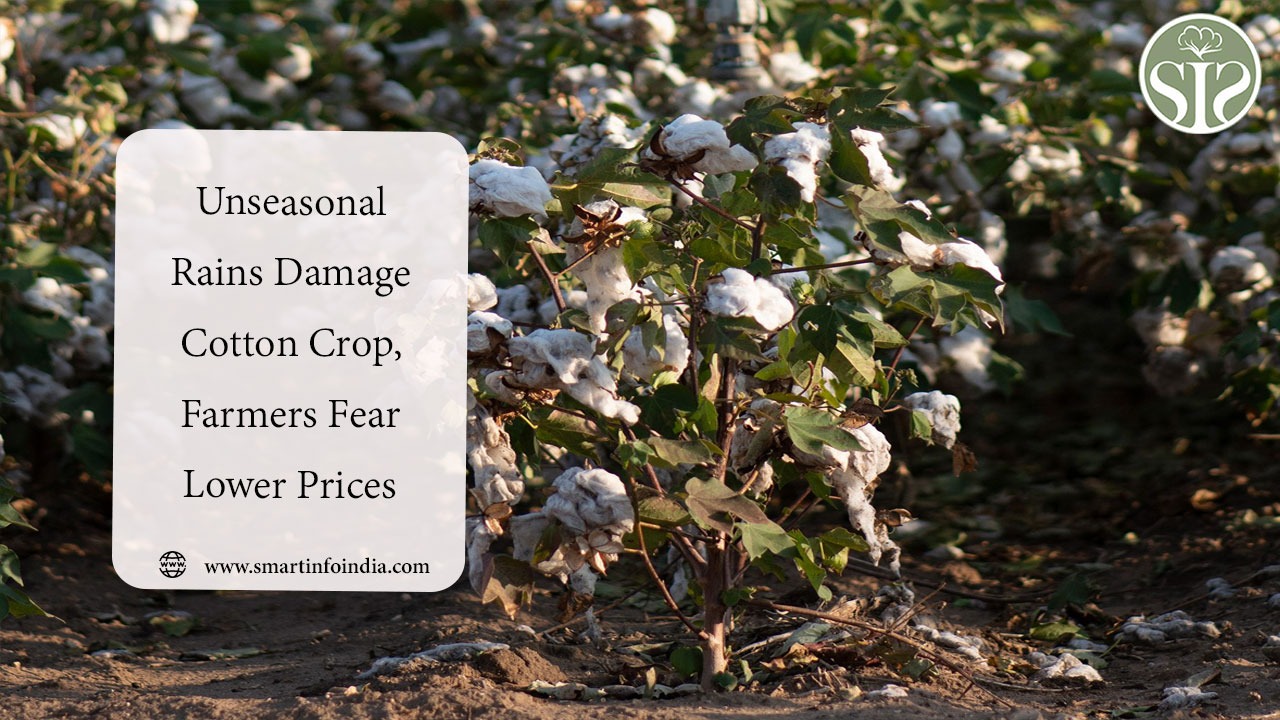 Unseasonal Rains Damage Cotton Crop, Farmers Fear Lower Prices