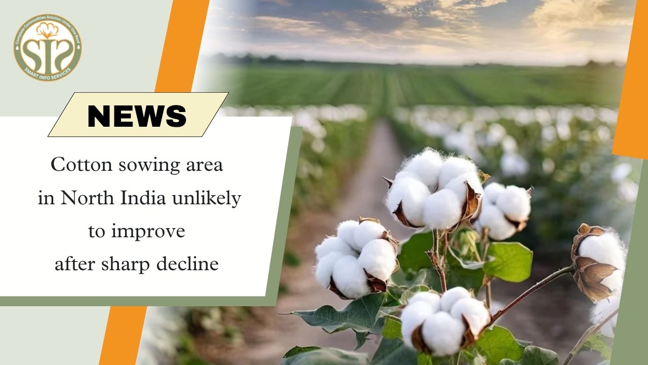 Cotton sowing area in North India unlikely to improve after sharp decline