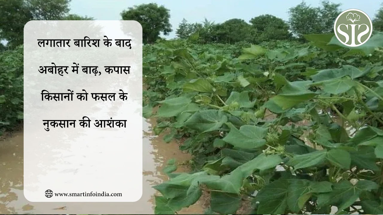 लगातार बारिश के बाद अबोहर में बाढ़, कपास किसानों को फसल के नुकसान की आशंका