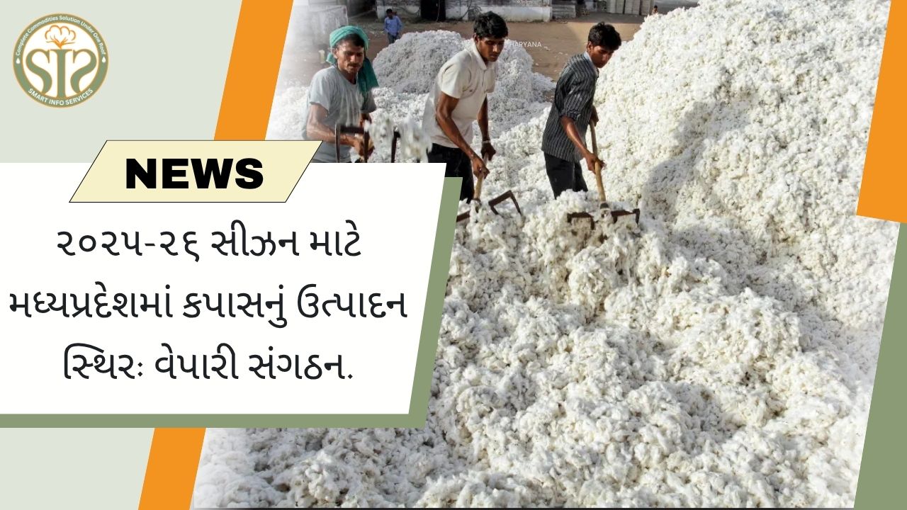મધ્યપ્રદેશમાં ૨૦૨૫-૨૬માં કપાસનું ઉત્પાદન સ્થિર રહેશે: વેપારીઓ