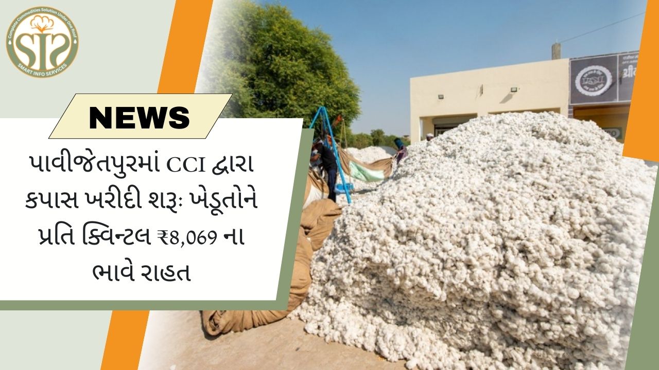 પાવીજેતપુરમાં CCI દ્વારા કપાસ ખરીદી શરૂ - ખેડૂતોને રાહત