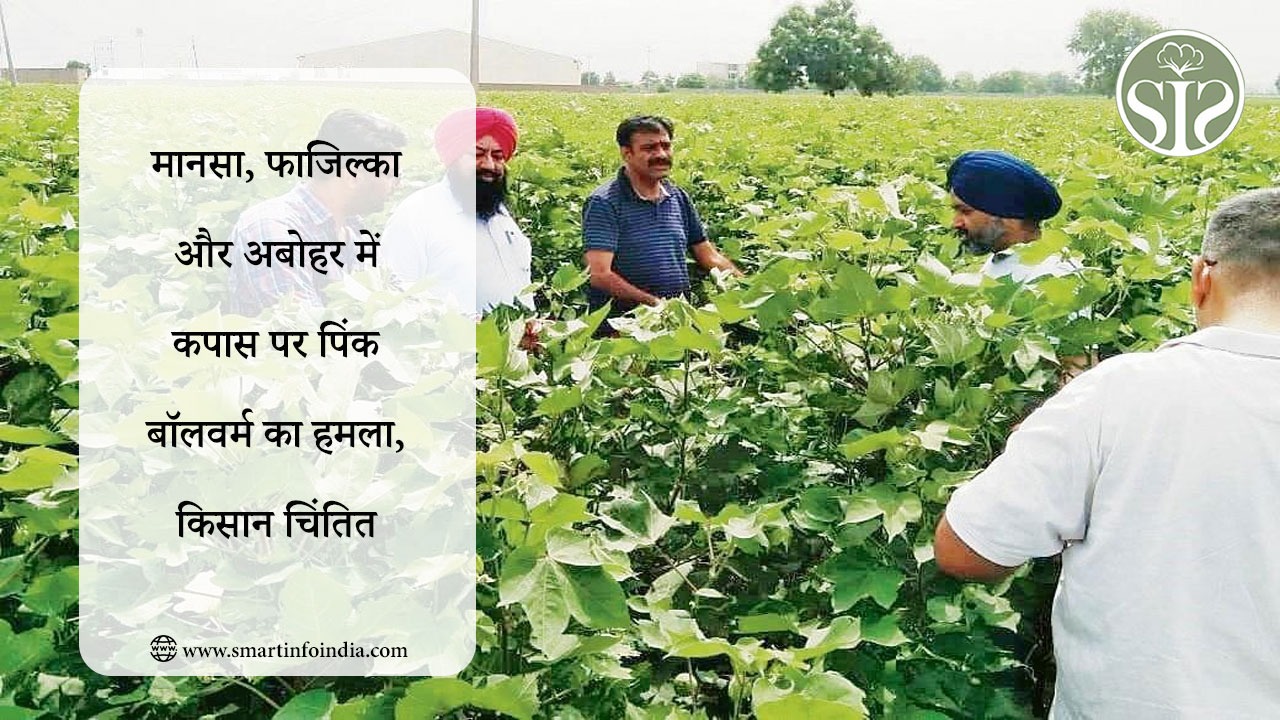मानसा, फाजिल्का और अबोहर में कपास पर पिंक बॉलवर्म का हमला, किसान चिंतित