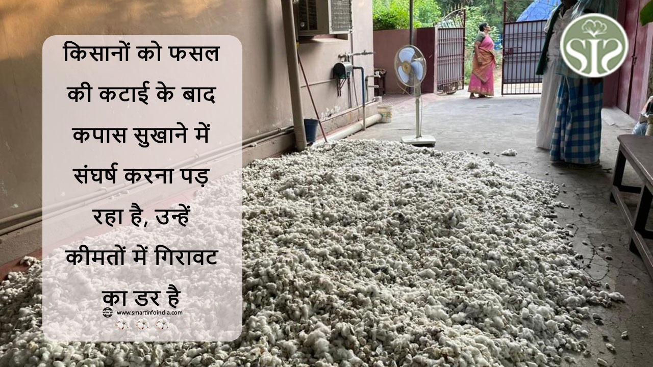 किसानों को फसल की कटाई के बाद कपास सुखाने में संघर्ष करना पड़ रहा है, उन्हें कीमतों में गिरावट का डर है