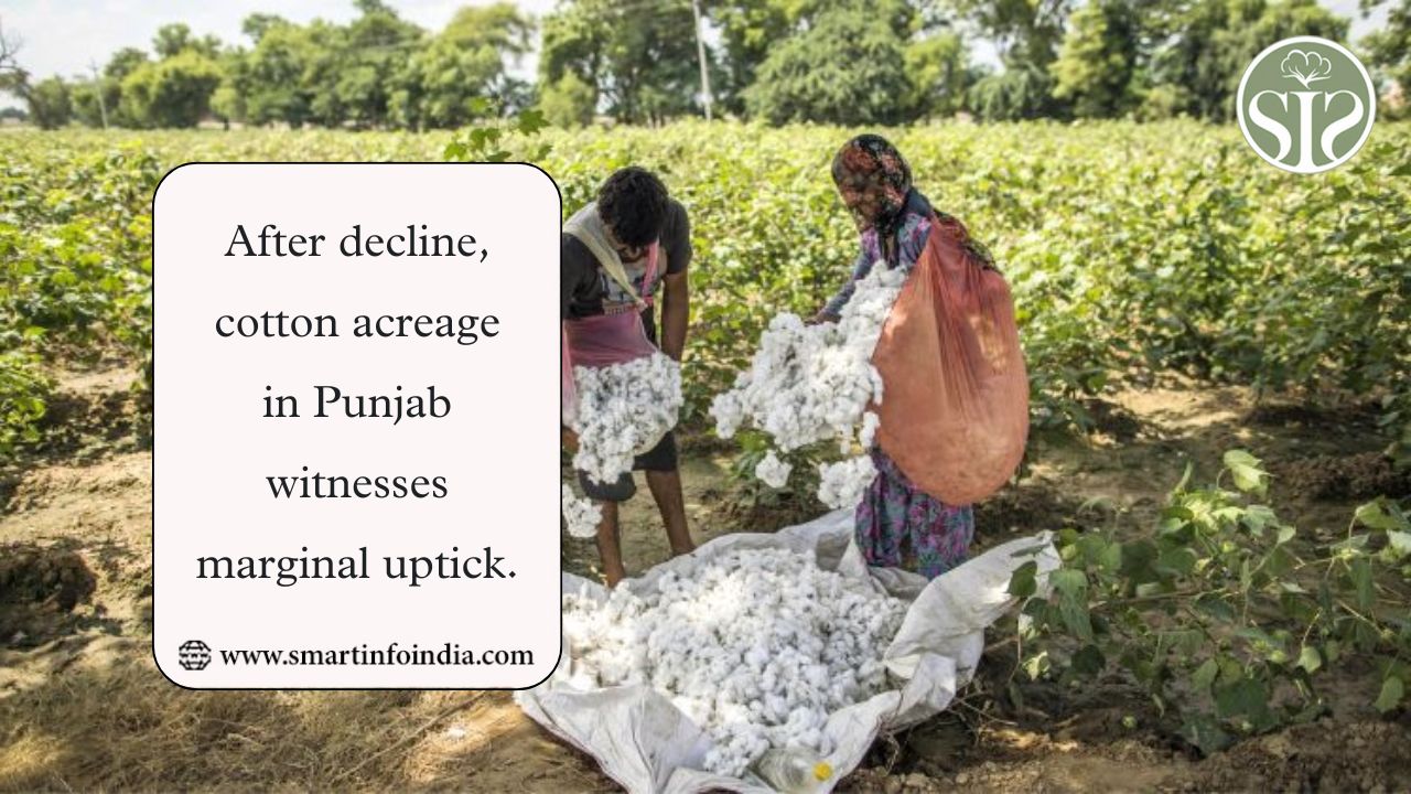 Punjab Sees Modest Cotton Acreage Rebound