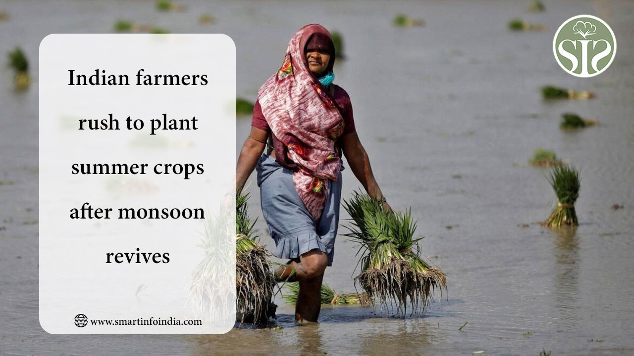 Indian farmers rush to plant summer crops after monsoon revives
