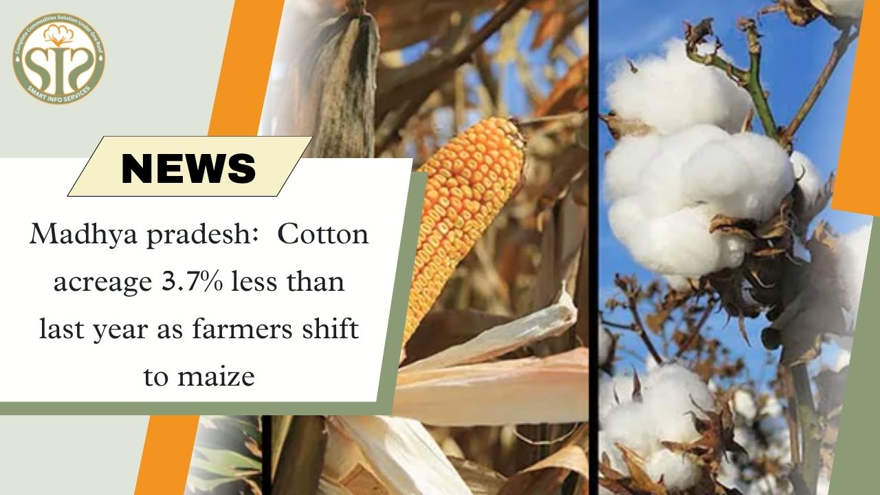 Cotton acreage in MP decreased by 3.7% due to shift towards maize