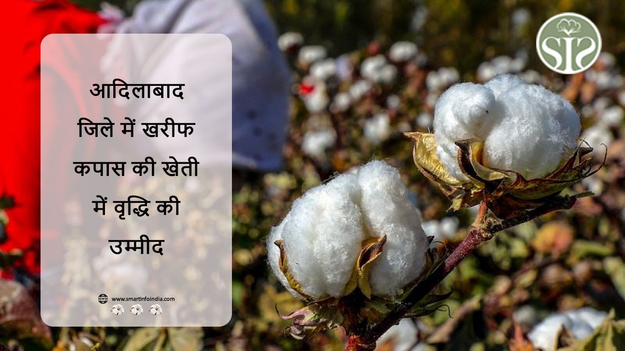 आदिलाबाद जिले में खरीफ कपास की खेती में वृद्धि की उम्मीद