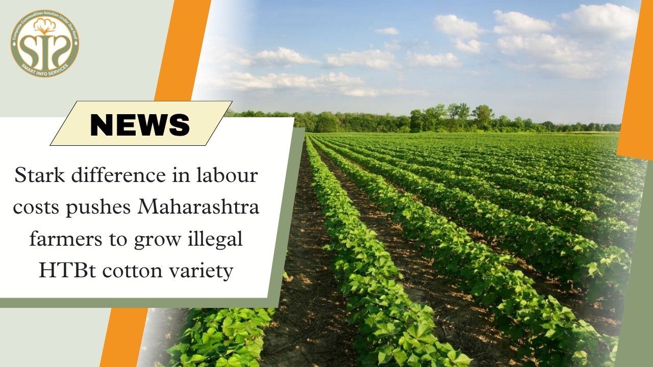 Cost Push Drives Illegal HTBt Cotton in Maharashtra