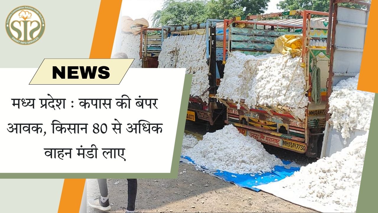 मध्य प्रदेश: कपास की बंपर आवक, किसानों ने 80+ वाहन मंडी पहुंचाए