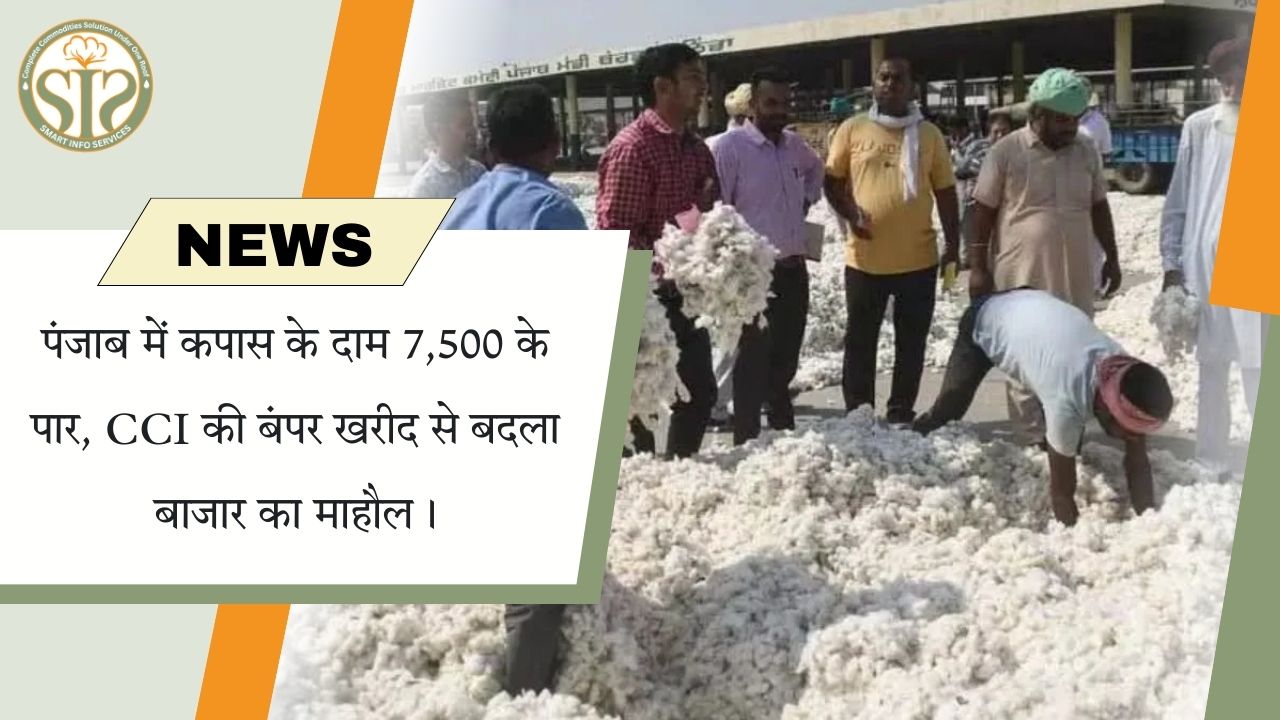 “CCI की बंपर खरीद से पंजाब में कपास 7,500 के पार”