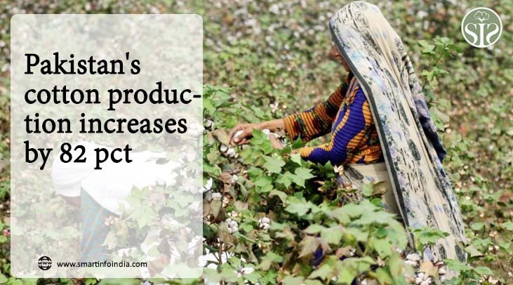 Pakistan's cotton production increases by 82 pct
