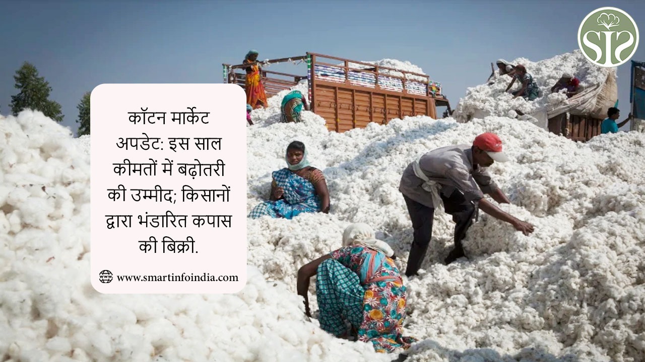 कॉटन मार्केट अपडेट: इस साल कीमतों में बढ़ोतरी की उम्मीद; किसानों द्वारा भंडारित कपास की बिक्री.