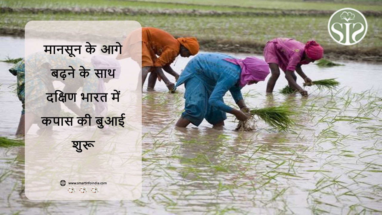 मानसून के आगे बढ़ने के साथ दक्षिण भारत में कपास की बुआई शुरू