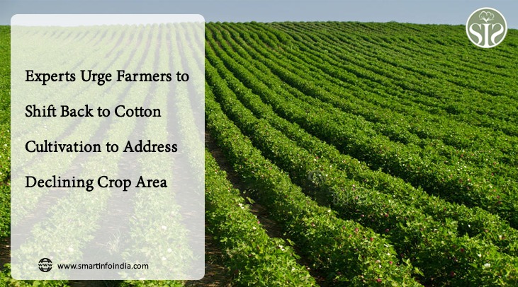 Experts Urge Farmers to Shift Back to Cotton Cultivation to Address Declining Crop Area