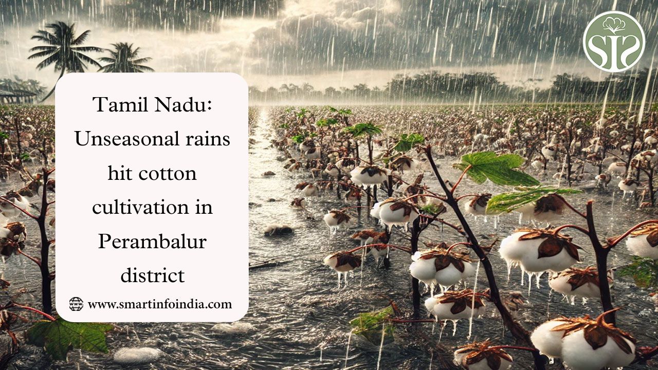 Tamil Nadu: Unseasonal rains hit cotton cultivation in Perambalur district