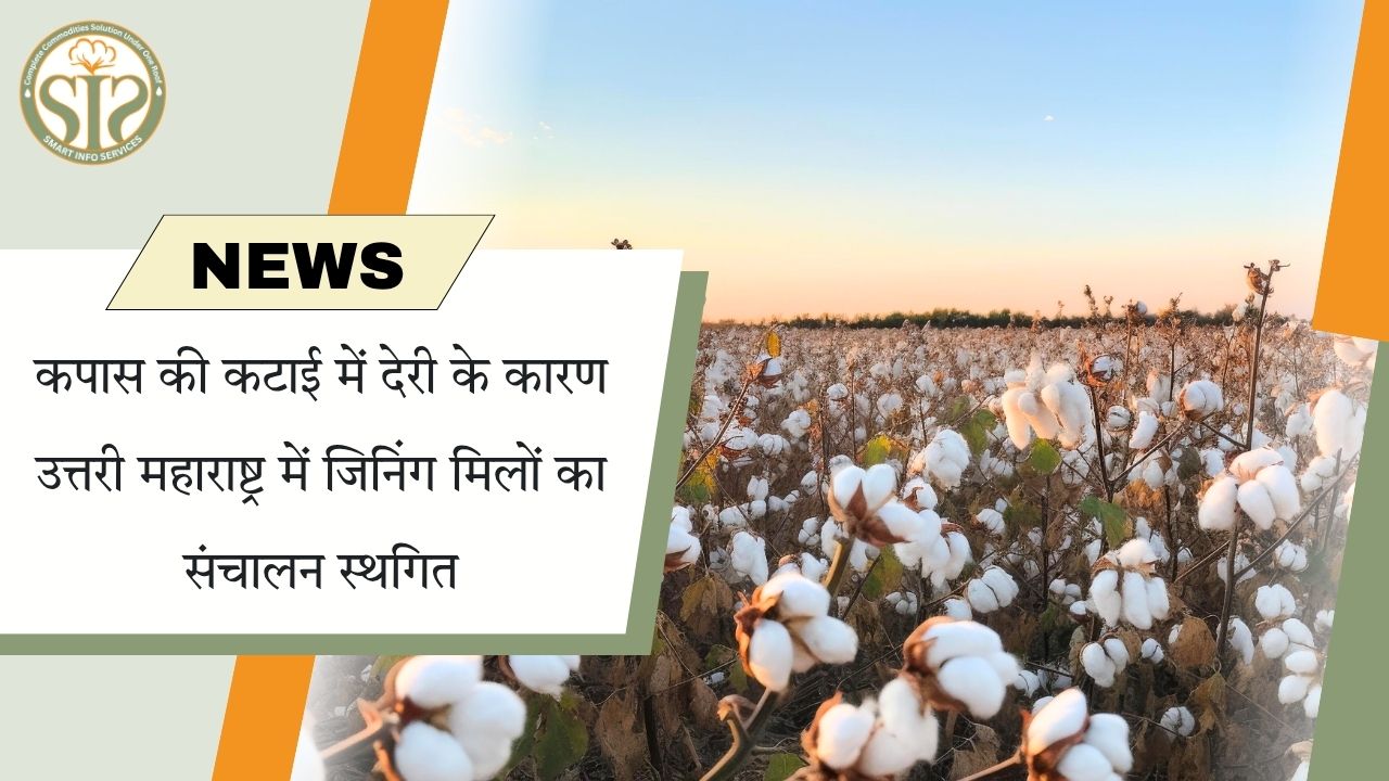 कपास कटाई में देरी से उत्तरी महाराष्ट्र की जिनिंग मिलें बंद