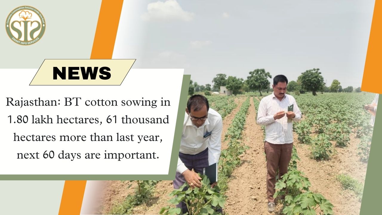 Rajasthan: BT cotton sown in 1.8 lakh hectares in Hanumangarh, 61 thousand hectares more than last year