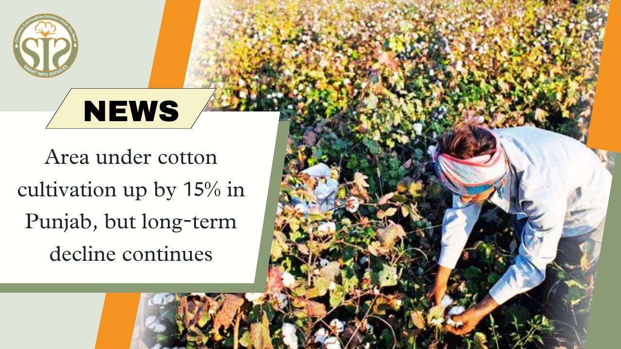 Area under cotton cultivation up by 15% in Punjab, but long-term decline continues
