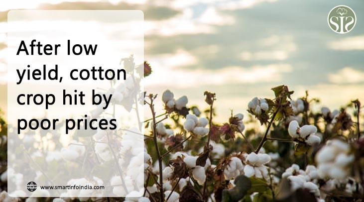 After low yield, cotton crop hit by poor prices