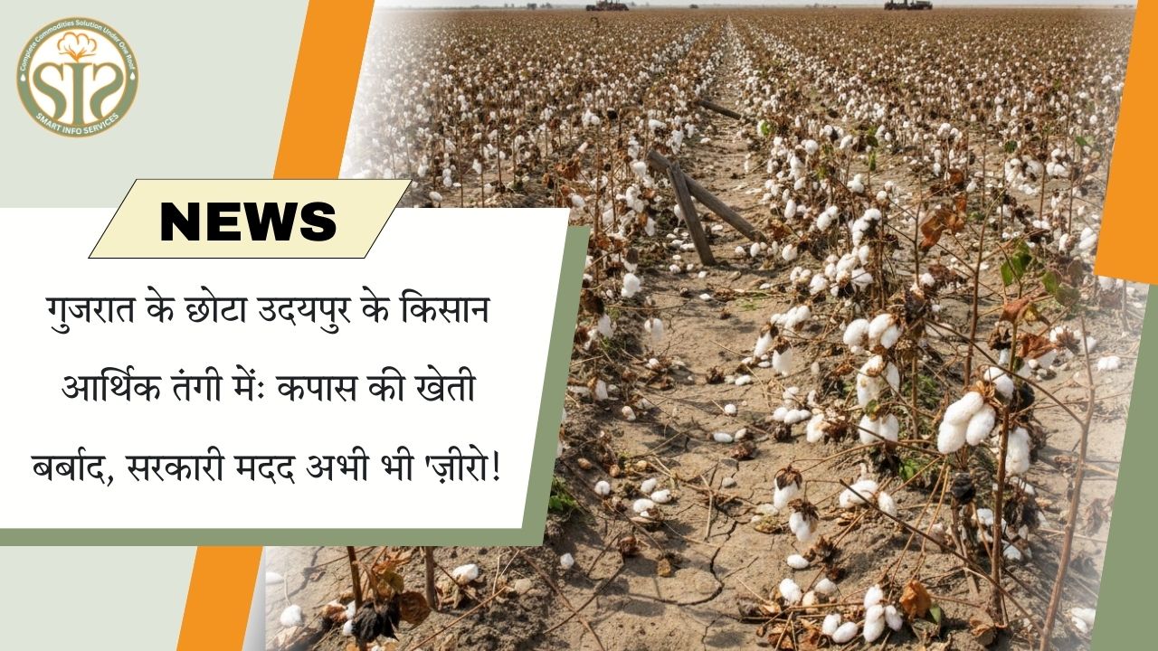 छोटा उदयपुर: कपास संकट में किसान, सरकारी मदद नदारद