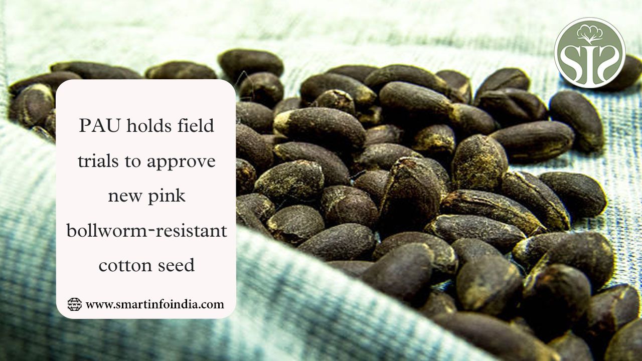 PAU Tests New Pink Bollworm-Resistant Cotton Seed