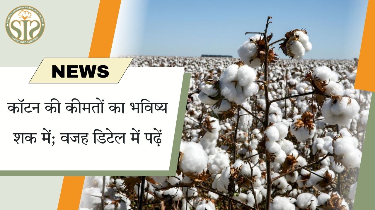 कॉटन की कीमतों का भविष्य शक में; वजह डिटेल में पढ़ें