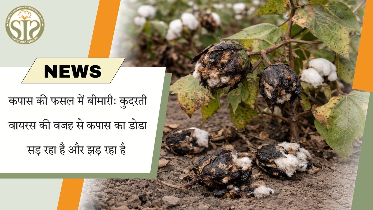 कुदरती वायरस से कपास की फसल प्रभावित