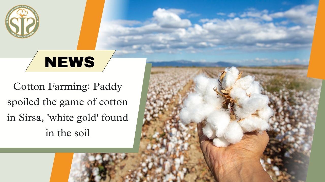 Cotton Farming: Paddy spoiled the game of cotton in Sirsa, 'white gold' found in the soil