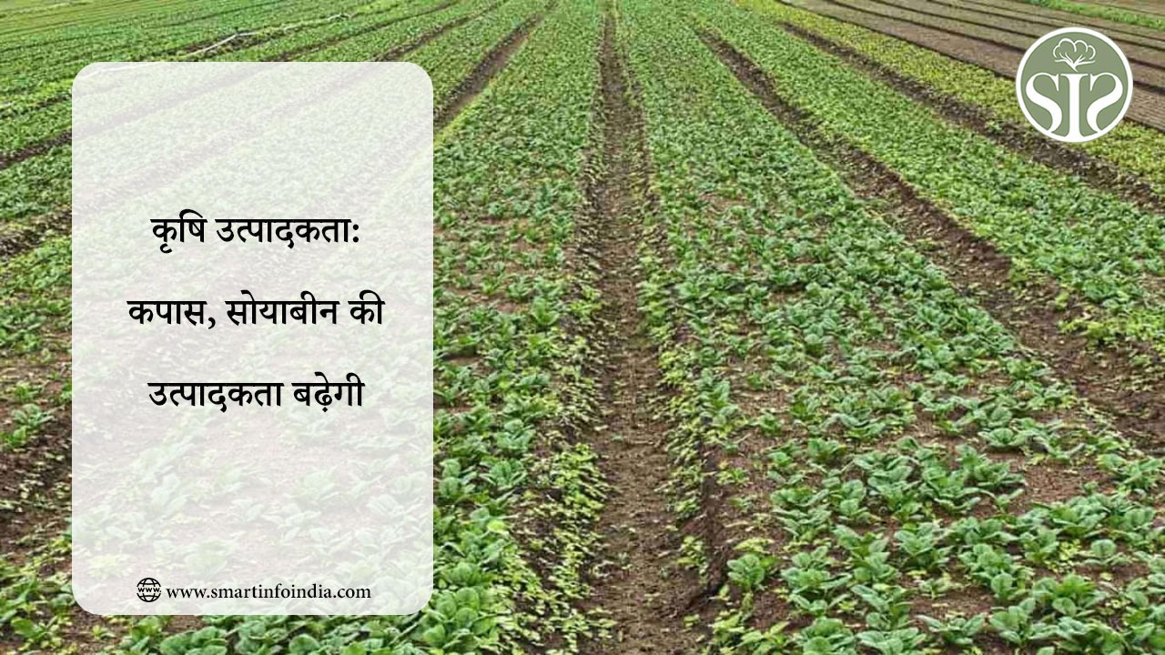 कृषि उत्पादकता: कपास, सोयाबीन की उत्पादकता बढ़ेगी