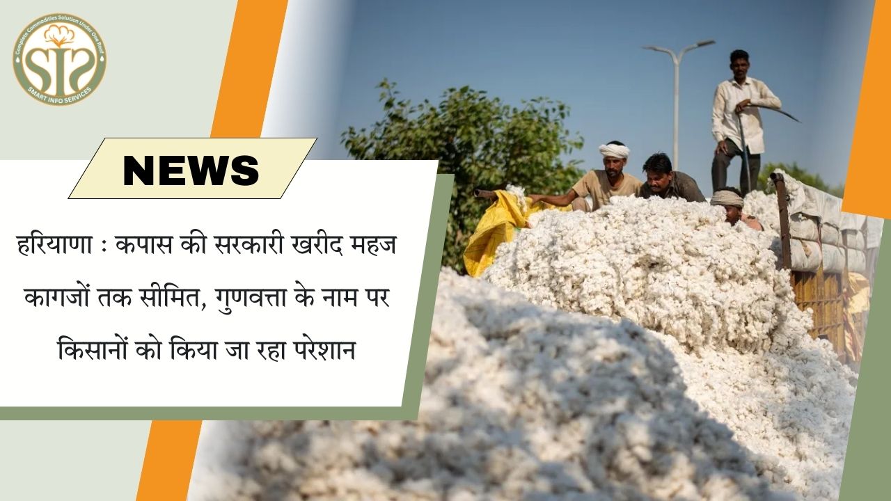 हरियाणा : कपास की सरकारी खरीद महज कागजों तक सीमित, गुणवत्ता के नाम पर किसानों को किया जा रहा परेशान