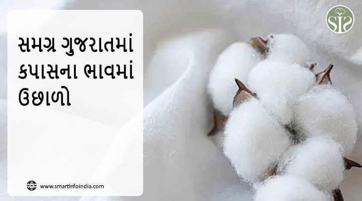 ગુજરાતમાં કપાસના ભાવમાં વધારો થયો છે